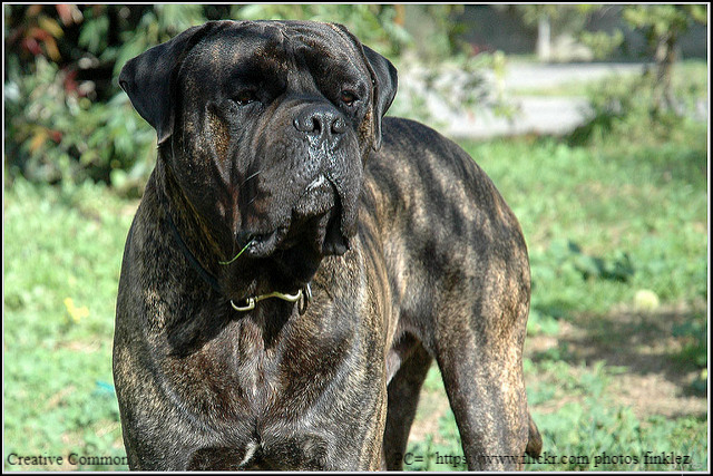 brindle bullmastiff dog