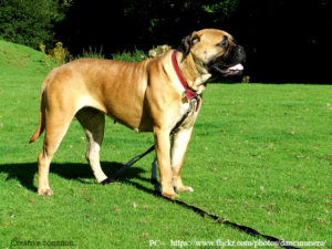bullmastiff dog mastiff thepetowners bulldog