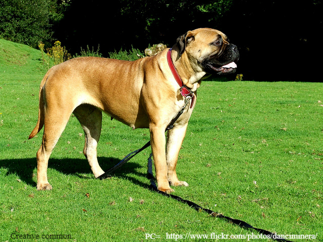 Bullmastiff Height And Weight Chart