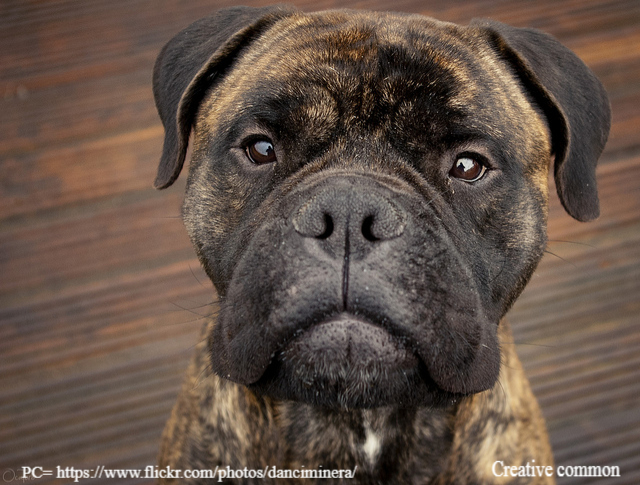 dark brindle bullmastiff