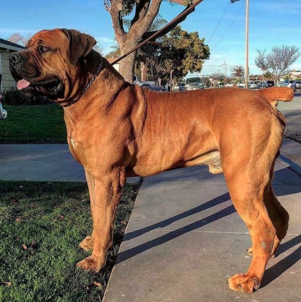 Bullmastiff Dog Barking Bullmastiff Dog Information Center