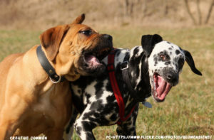 Do Dogs Get Dandruff When They Shed Do Dogs Get Dandruff When They Shed