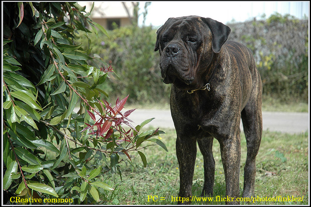 dark brindle bullmastiff