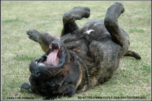Bullmastiff dog Teething and Chewing Issues
