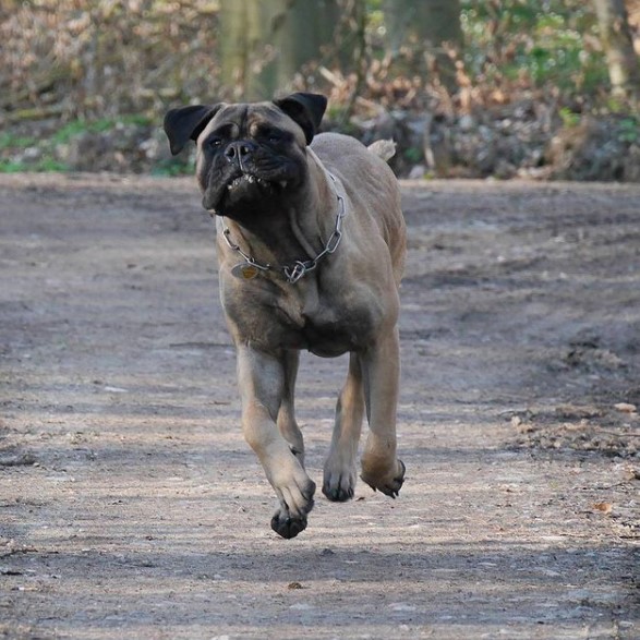 How to Calm Down a Hyper Bullmastiff dog