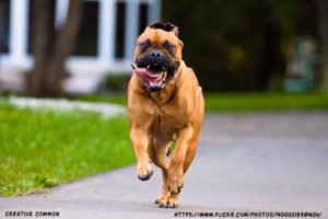 How to Calm Down a Hyper Bullmastiff dog?