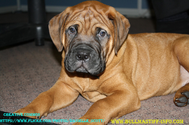 Hip Dysplasia in Bullmastiff dog Bullmastiff Dog