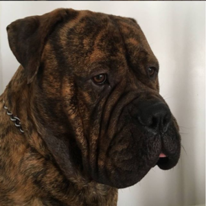 Bullmastiff Puppy and Dog Whining Issues