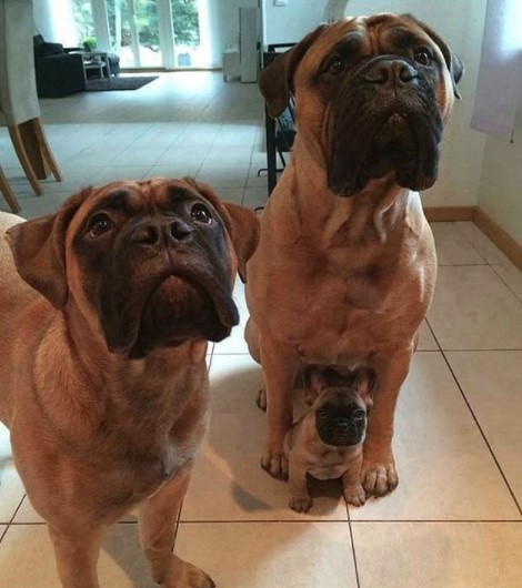 Bullmastiff Puppy and Dog Whining Issues