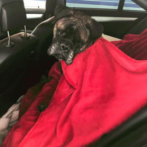 Bullmastiff dog Winter Care