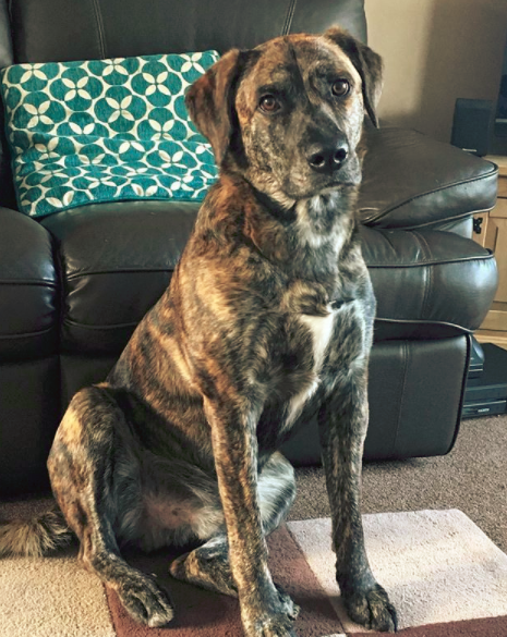 brindle staffy cross