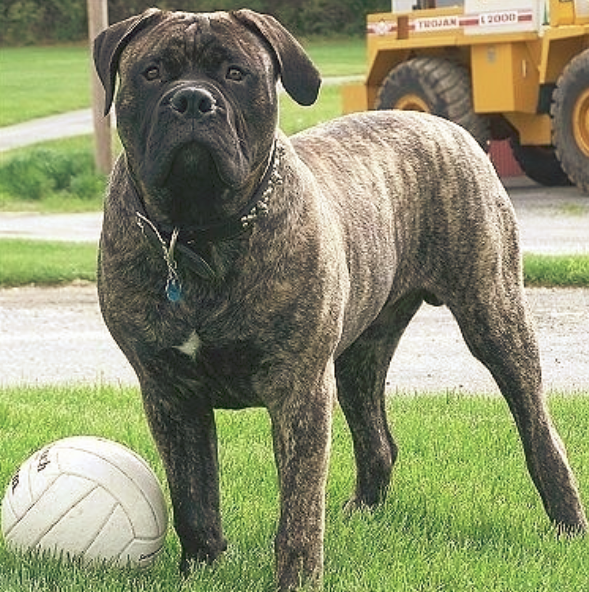 bullmastiff types