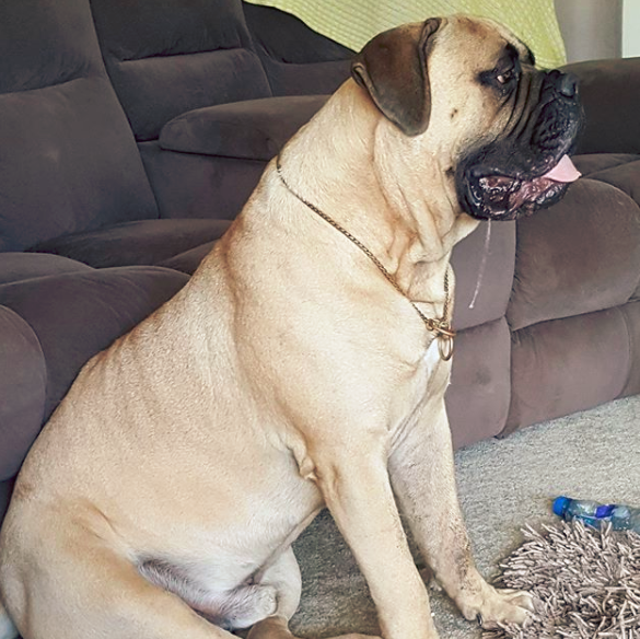 when do mastiffs start drooling