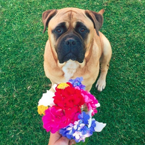 How Much Does it Cost to Buy a Bullmastiff?