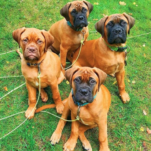 What is the best dog food for Bullmastiff