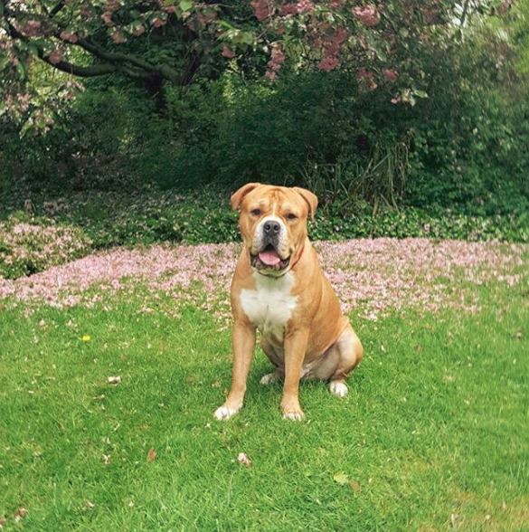 bulldog bullmastiff