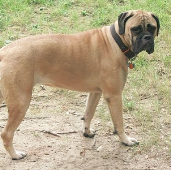 best food for bullmastiff