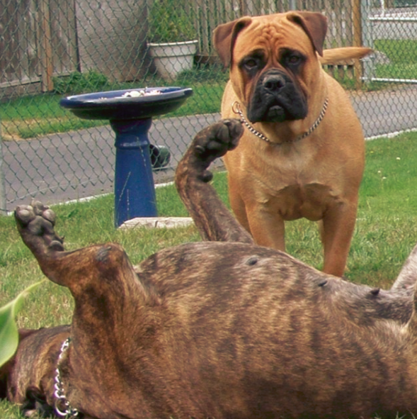 best food for bullmastiff