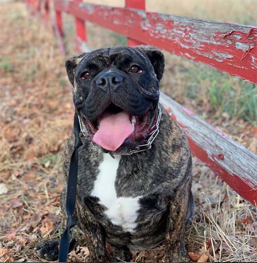 Bulldog Mastiff - Bullmastiff Dog Information Center