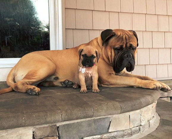 english staffy x bullmastiff