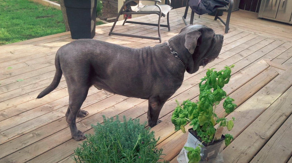 blue bullmastiff