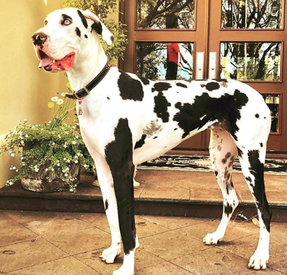 great dane mastiff dog