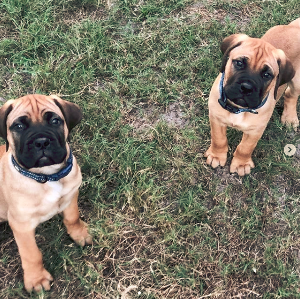How to Find Bullmastiff Puppies for Sale