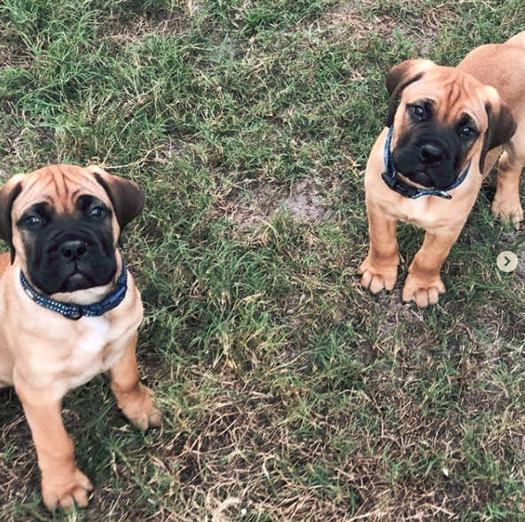 bullmastiff puppies for sale