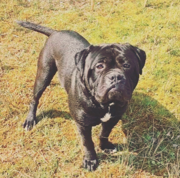 black bullmastiff dog