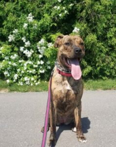 mastiff bullmastiff