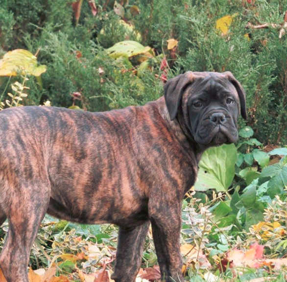 brindle bullmastiff dog